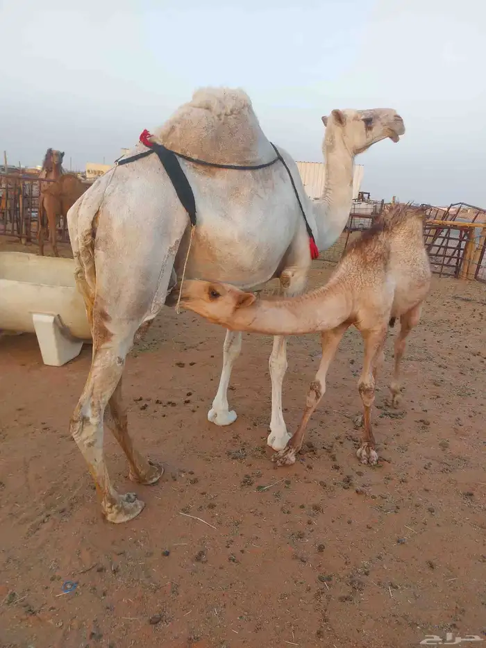 ناقه عشراء سليمه العزاريب حدرها قعود كفو عليها سوم 9300شايف 1