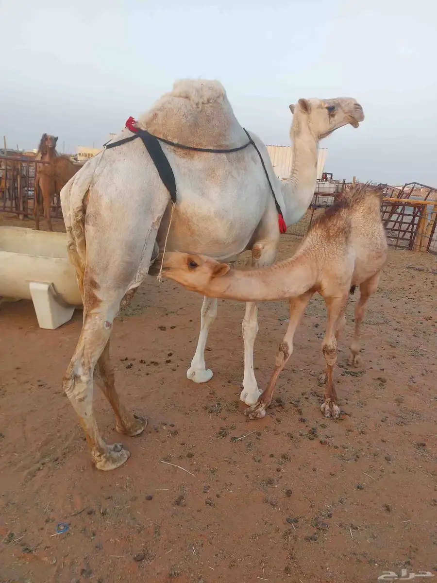 ناقه عشراء سليمه العزاريب حدرها قعود كفو عليها سوم 9300شايف 1
