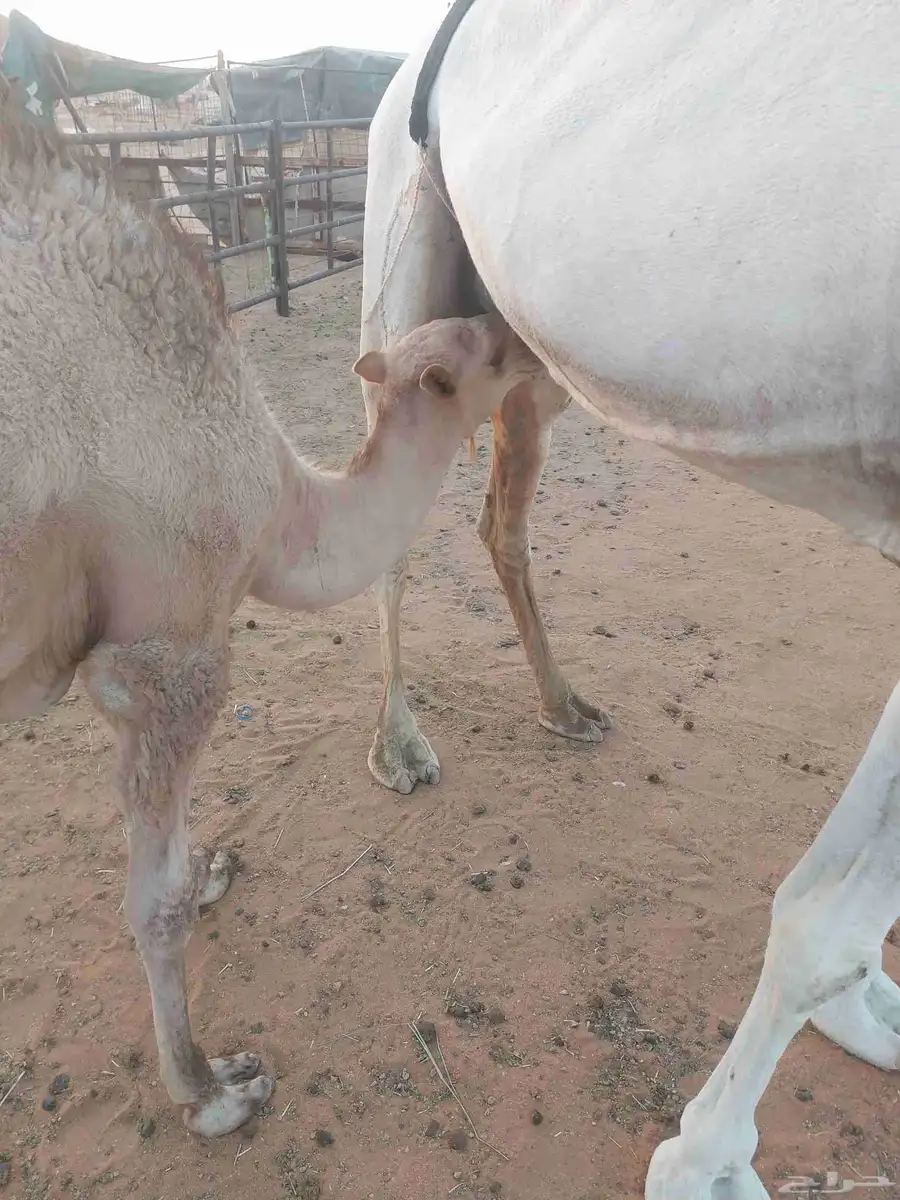 ناقه عشراء سليمه العزاريب حدرها قعود كفو عليها سوم 9300شايف 4