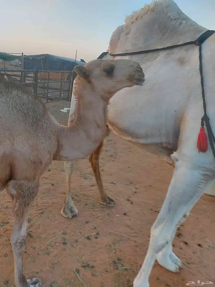 ناقه عشراء سليمه العزاريب حدرها قعود كفو عليها سوم 9300شايف 2