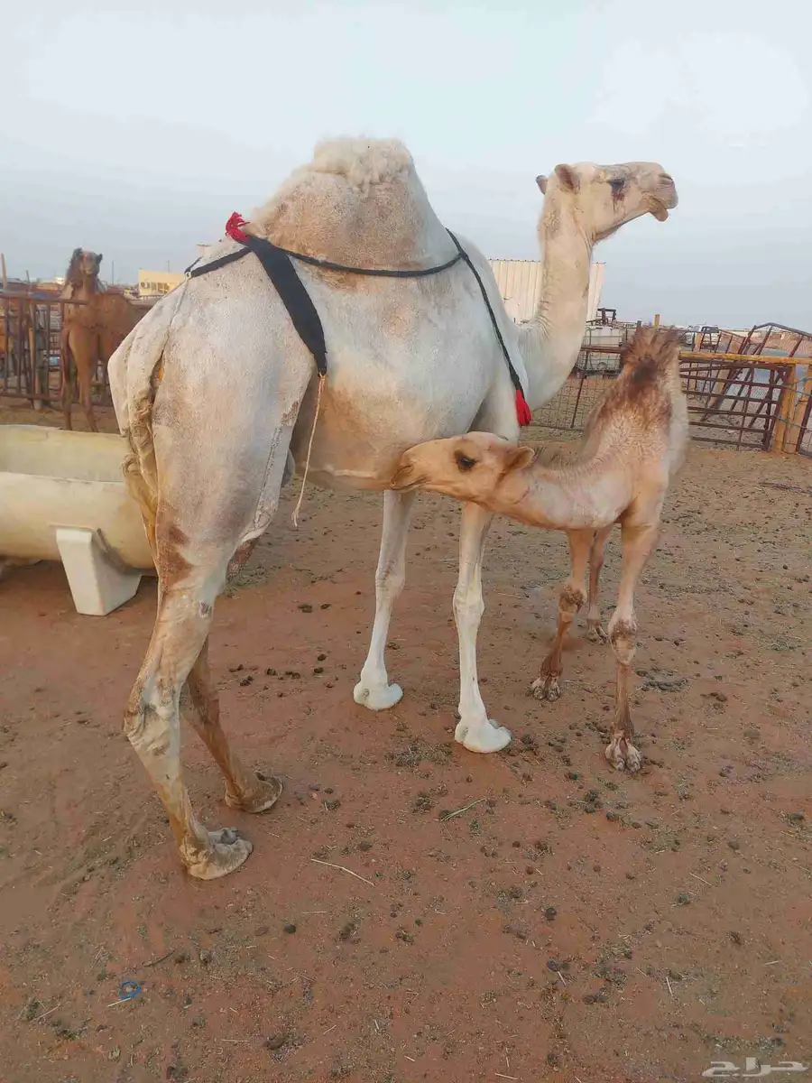 ناقه عشراء سليمه العزاريب حدرها قعود كفو عليها سوم 9300شايف 0