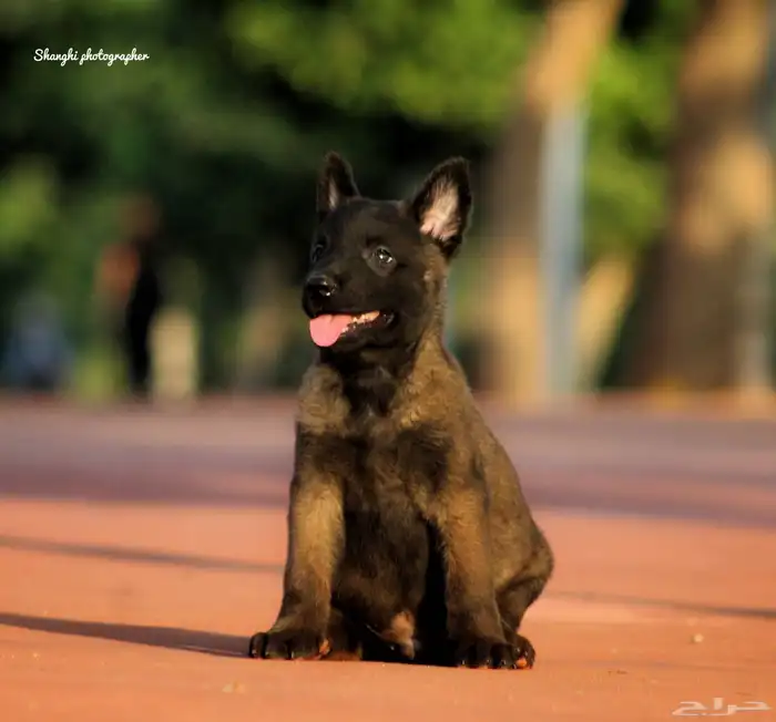 مالينو هالى مستوردين مستوى توب 2