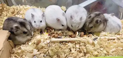 ونتر وايت صغار صافين وأليفين بعدت الوان 4