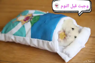 ونتر وايت صغار صافين وأليفين بعدت الوان 13