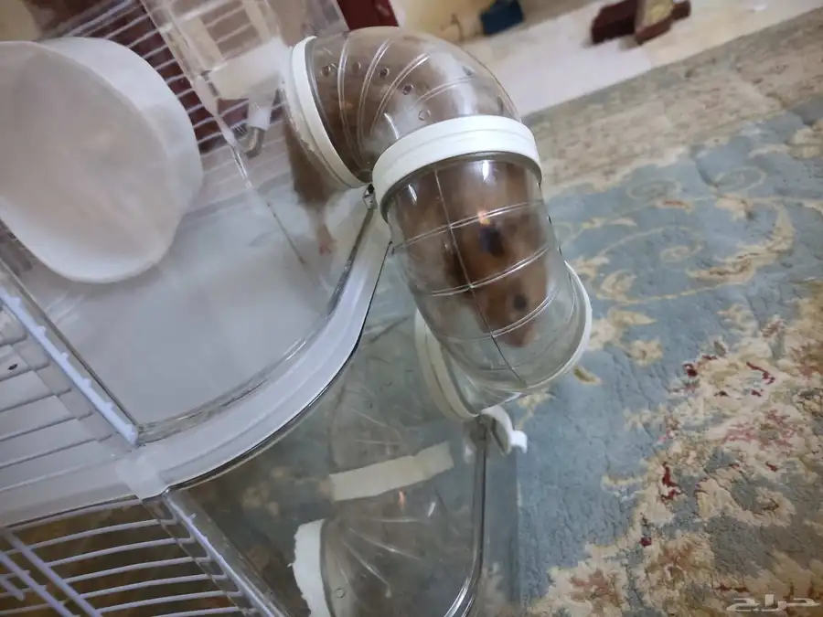 زوج ذكر و انثى همستر مع القفص 4