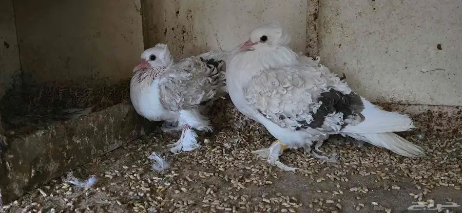 حمام مفتل مسكي 1