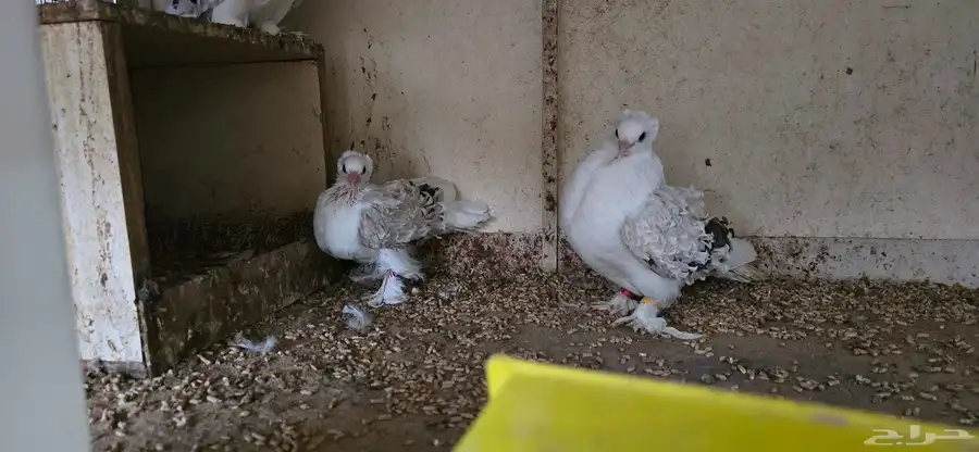 حمام مفتل مسكي 3