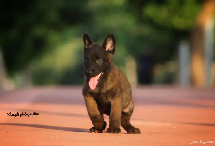 مالينو هالى مستوردين مستوى توب 3