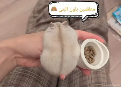 ونتر وايت صغار صافين وأليفين بعدت الوان 15
