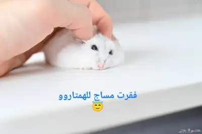 ونتر وايت صغار صافين وأليفين بعدت الوان 28