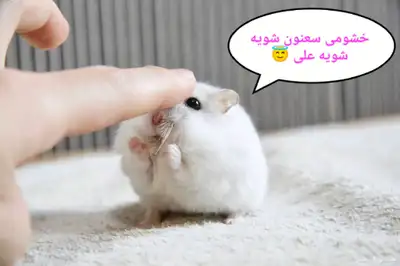 ونتر وايت صغار صافين وأليفين بعدت الوان 14