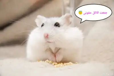 ونتر وايت صغار صافين وأليفين بعدت الوان 16