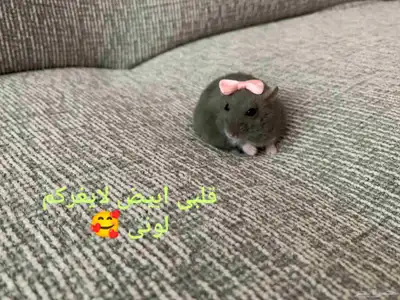ونتر وايت صغار صافين وأليفين بعدت الوان 37