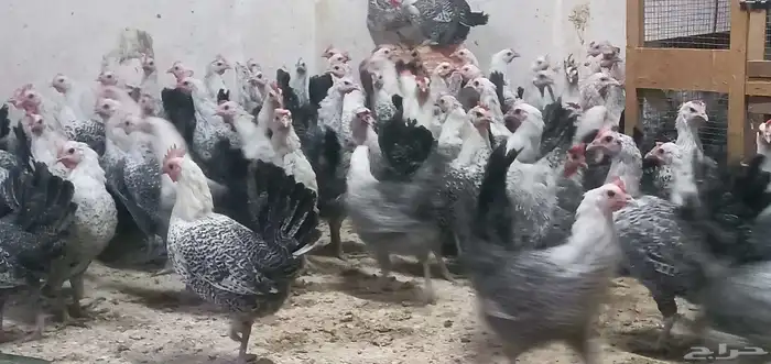 بيض فيومي مخصب نسبه الخصوبه 99  100 0
