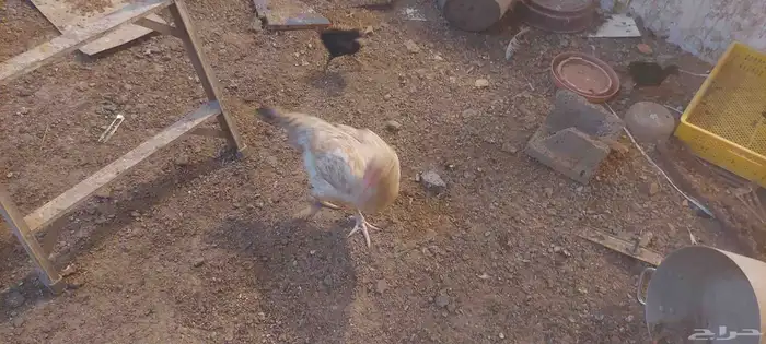 دجاج باكستاني 2