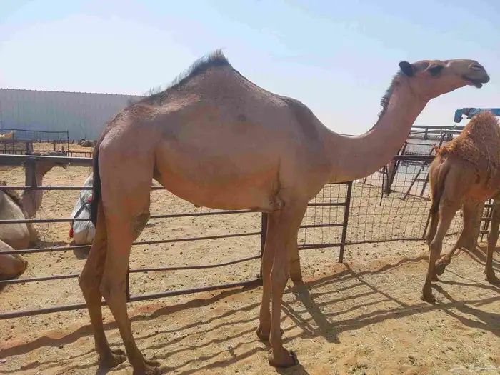 بكره صفراء حقه دبيانيه عليها سوم 6200 2