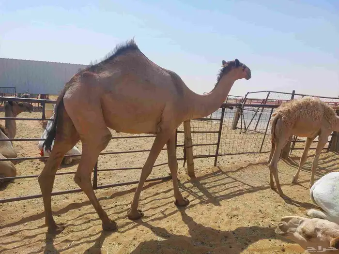 بكره صفراء حقه دبيانيه عليها سوم 6200 3