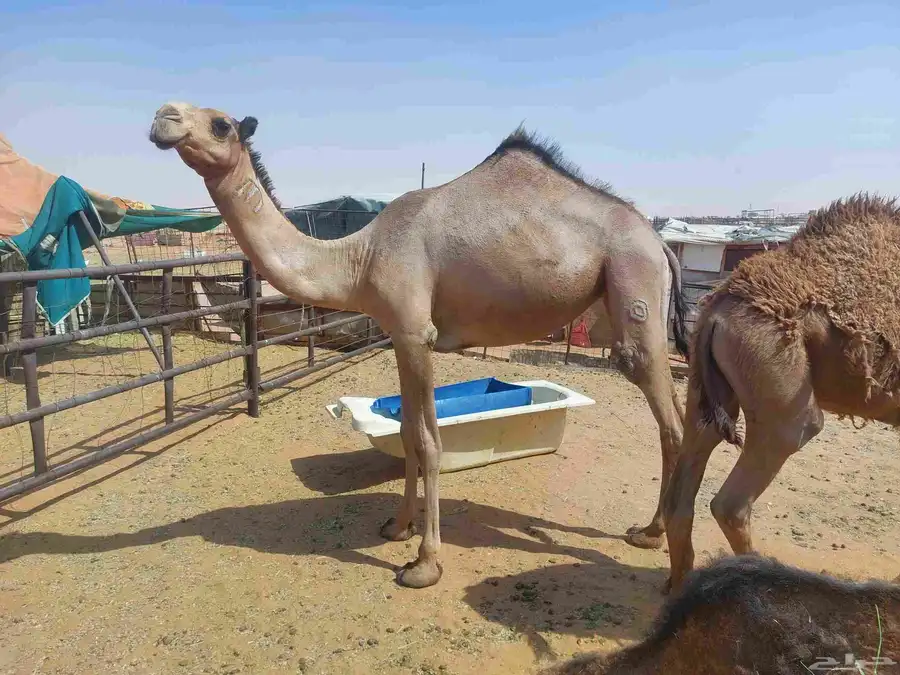 بكره صفراء حقه دبيانيه عليها سوم 6200 0