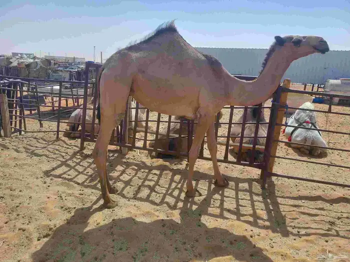 بكره صفراء حقه دبيانيه عليها سوم 6200 1