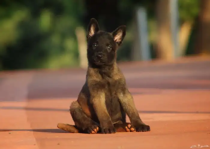 مالينو هالى مستوردين مستوى توب 4