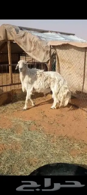 فحل حري كفو سن تام ينسف شرط المواقع رماح 1