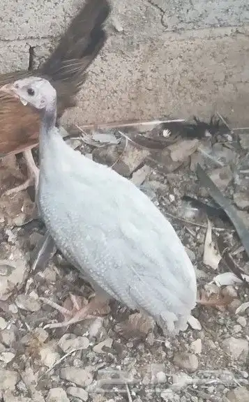 دجاج حبشي ما يسمئ بالحجل 0