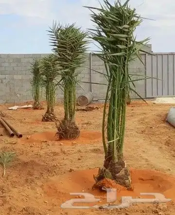 نخل مثمر للبيع اخلاص سكري برحي هلالي صقعي نقايل جثايث مثمره 6