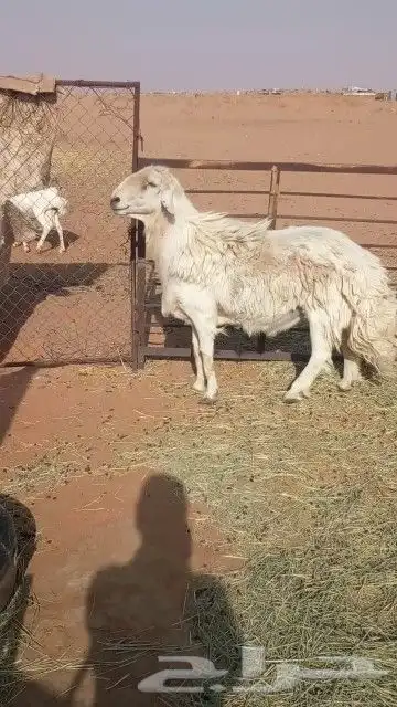 فحل حري كفو سن تام ينسف شرط المواقع رماح 2