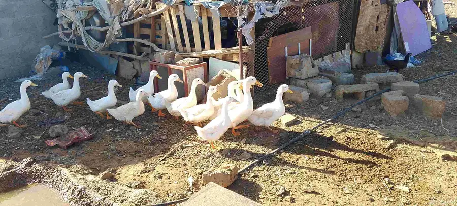 بط للبيع 2