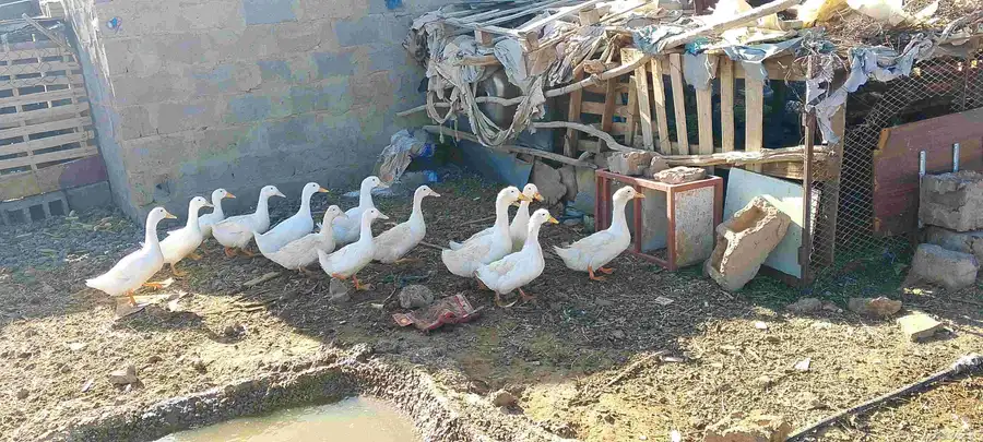 بط للبيع 3