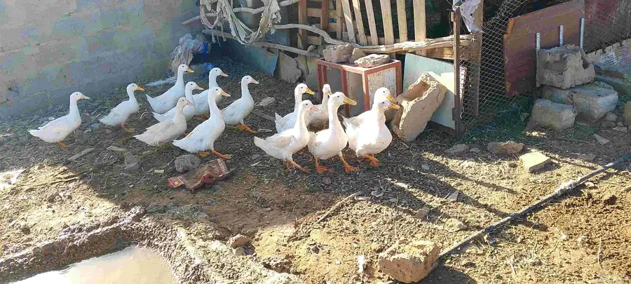 بط للبيع 0