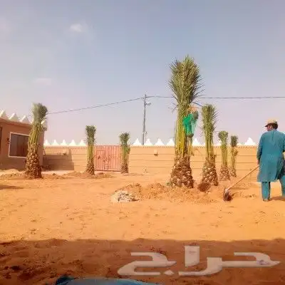 نخل مثمر للبيع اخلاص سكري برحي هلالي صقعي نقايل جثايث مثمره 8