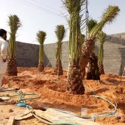 نخل مثمر للبيع اخلاص سكري برحي هلالي صقعي نقايل جثايث مثمره 2