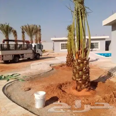 نخل مثمر للبيع اخلاص سكري برحي هلالي صقعي نقايل جثايث مثمره 7