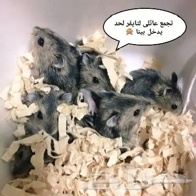 ونتر وايت صغار صافين وأليفين بعدت الوان 30