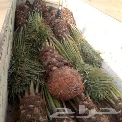 نخل مثمر للبيع اخلاص سكري برحي هلالي صقعي نقايل جثايث مثمره 1