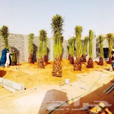 نخل مثمر للبيع اخلاص سكري برحي هلالي صقعي نقايل جثايث مثمره 0