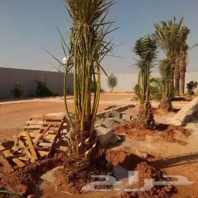 نخل مثمر للبيع اخلاص سكري برحي هلالي صقعي نقايل جثايث مثمره 5