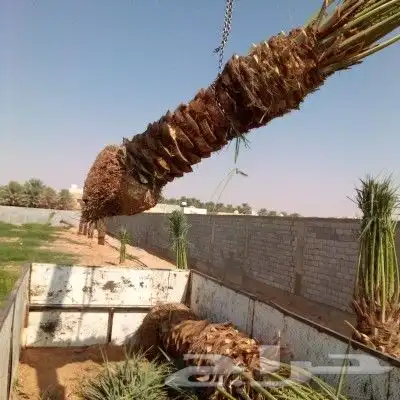 نخل مثمر للبيع اخلاص سكري برحي هلالي صقعي نقايل جثايث مثمره 9