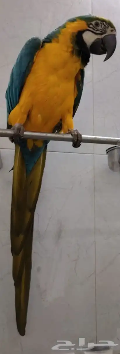 مكاو بلو اند قولدن أليف 0