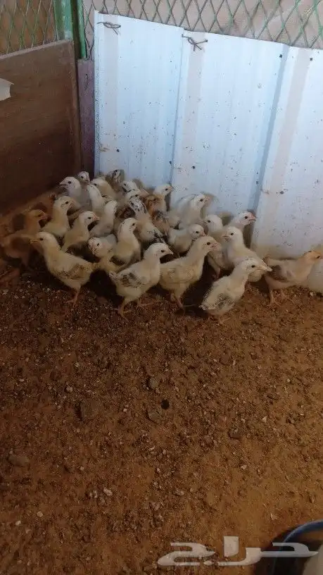 صوص دجاج بلدي 1