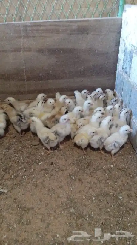 صوص دجاج بلدي 0