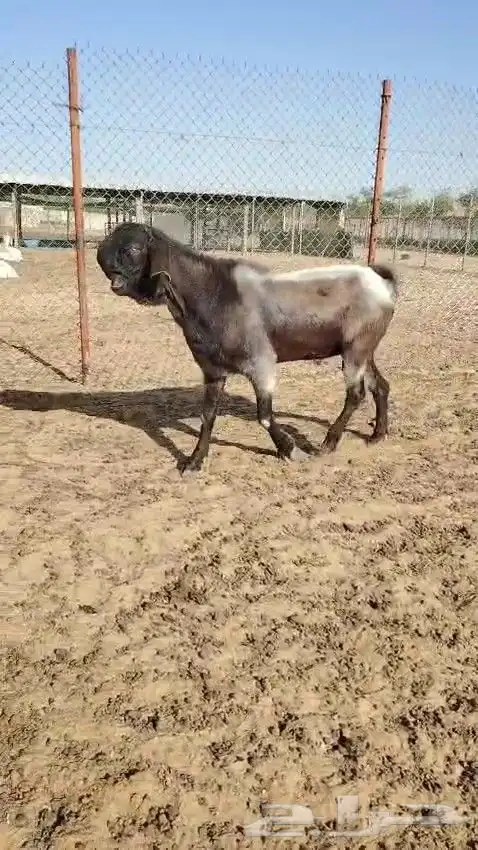 تيس شامي معرف 2