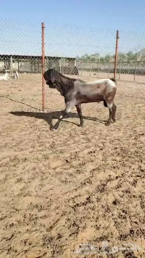 تيس شامي معرف 3