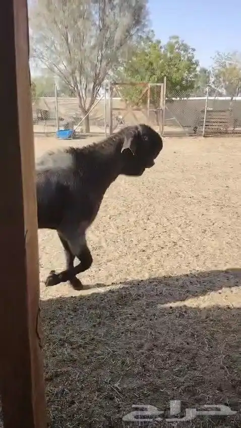 تيس شامي معرف 0