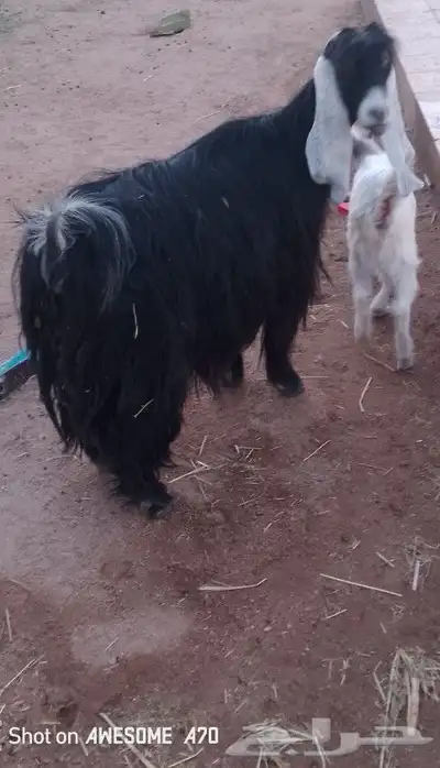 عنز سدس أو بداية تمام معها جفره 0