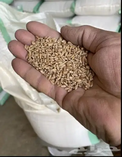 قمح معيه بذور 0
