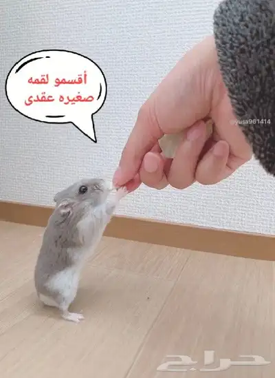 ونتر وايت صغار صافين وأليفين بعدت الوان 3