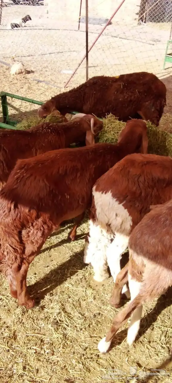سواكني مرابي ممتازه بشبوك الباحه 0