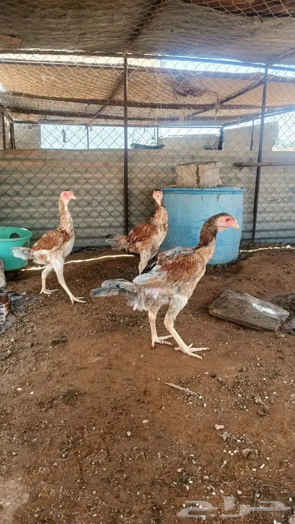 دجاج باكستاني شامو ياباني 1